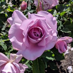 Meet your Posher, Jeannine